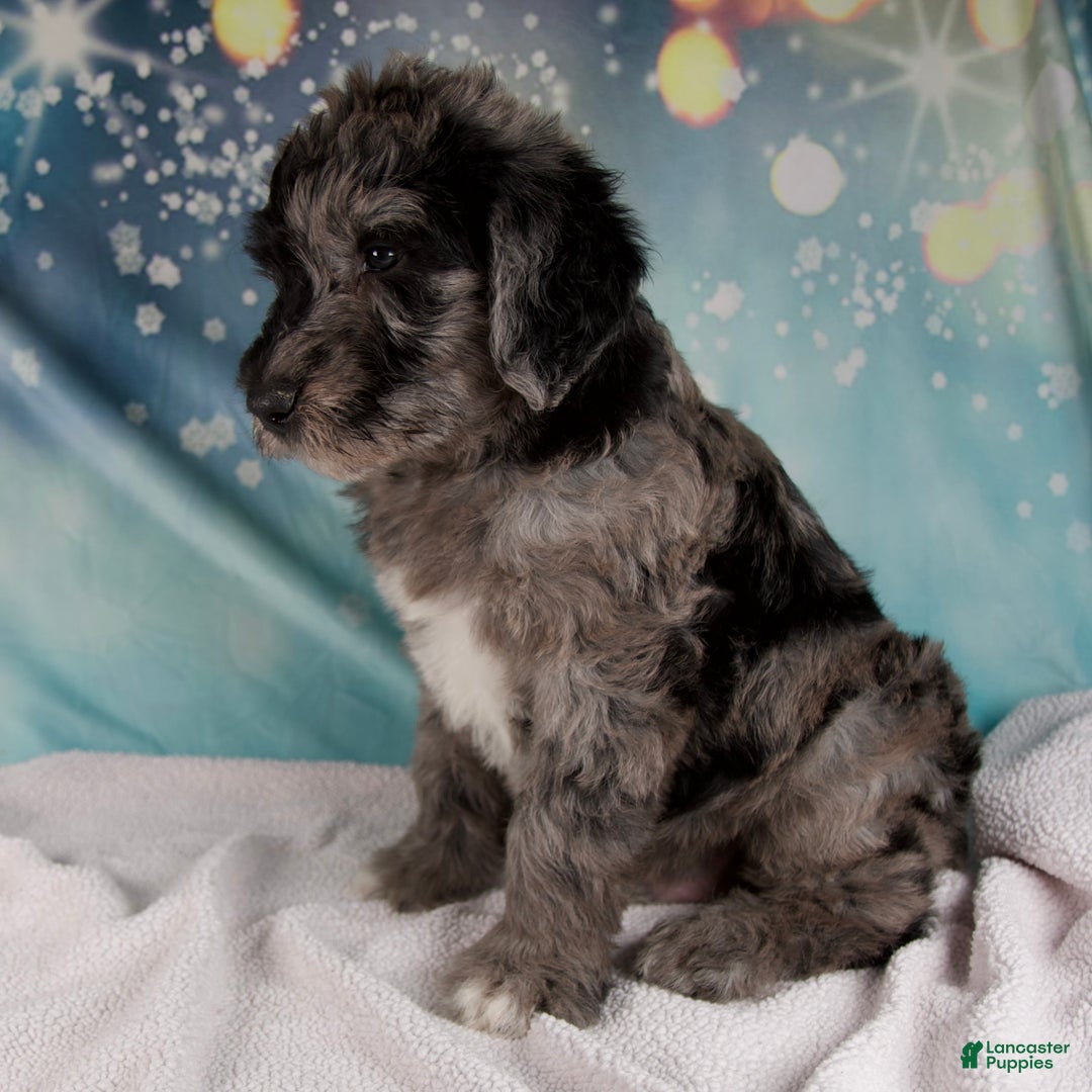 Mixed Breed dogs for sale: Benson - Ad 2