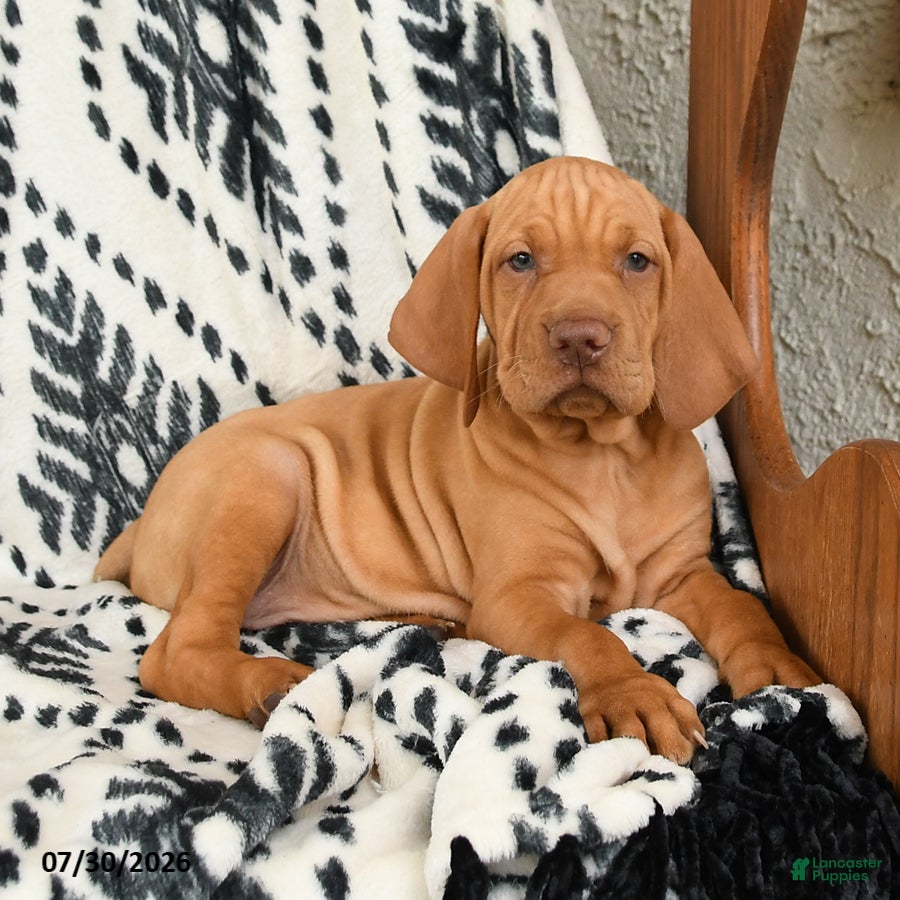 Vizsla dogs for sale: Cannon - Ad 3