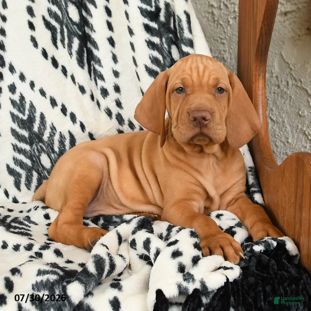 Vizsla dogs for sale: Cannon - Ad 1
