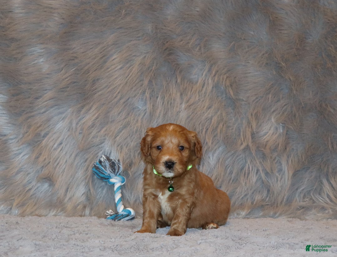 Mini Goldendoodle dogs for sale: Wyatt 💙👨‍👨‍👧‍👦💞🐕 - Ad 5