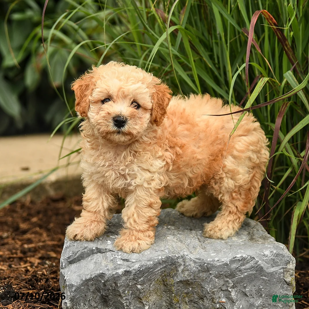 Bichpoo dogs for sale: Tony - Ad 2