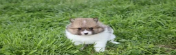 Pomeranian dogs for sale: Theo - Ad 7