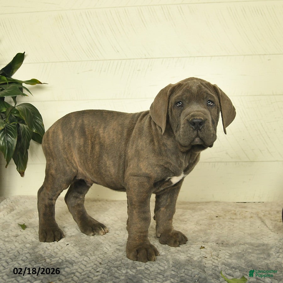 Cane Corso dogs Harley - Ad 2