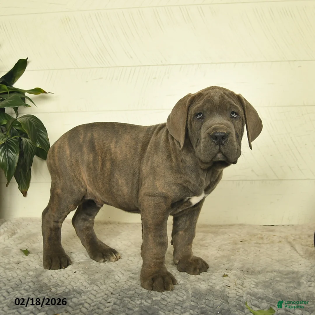 Cane Corso dogs for sale: Harley - Ad 2