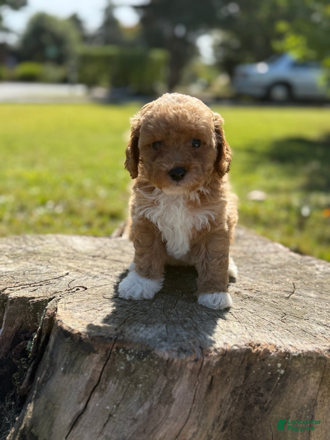Cockapoo dogs for sale: Gabby - Ad 6