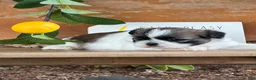 Shih Tzu dogs for sale: Queenie Shih Tzu  - Ad 20
