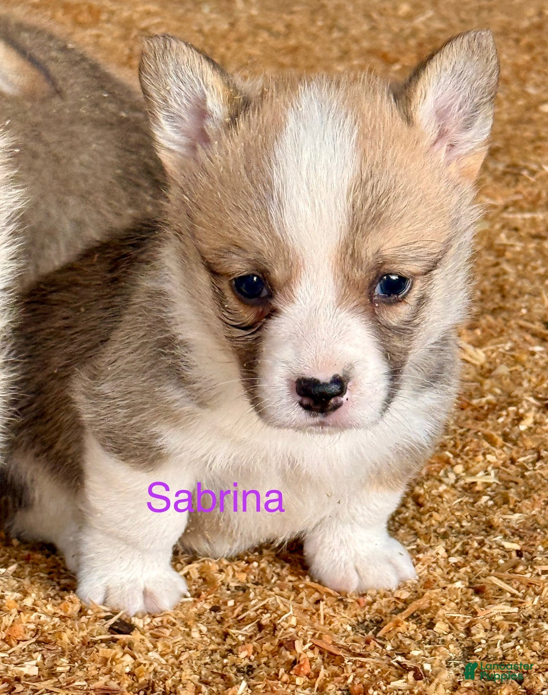 Welsh Corgi Pembroke dogs for sale: Welsh Corgi Pembroke Puppy 5 - Ad 1