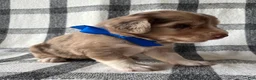 Mixed Breed dogs for sale: Buddy - Ad 3