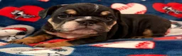 English Bulldog dogs for sale: English Bulldog 1 - Ad 2