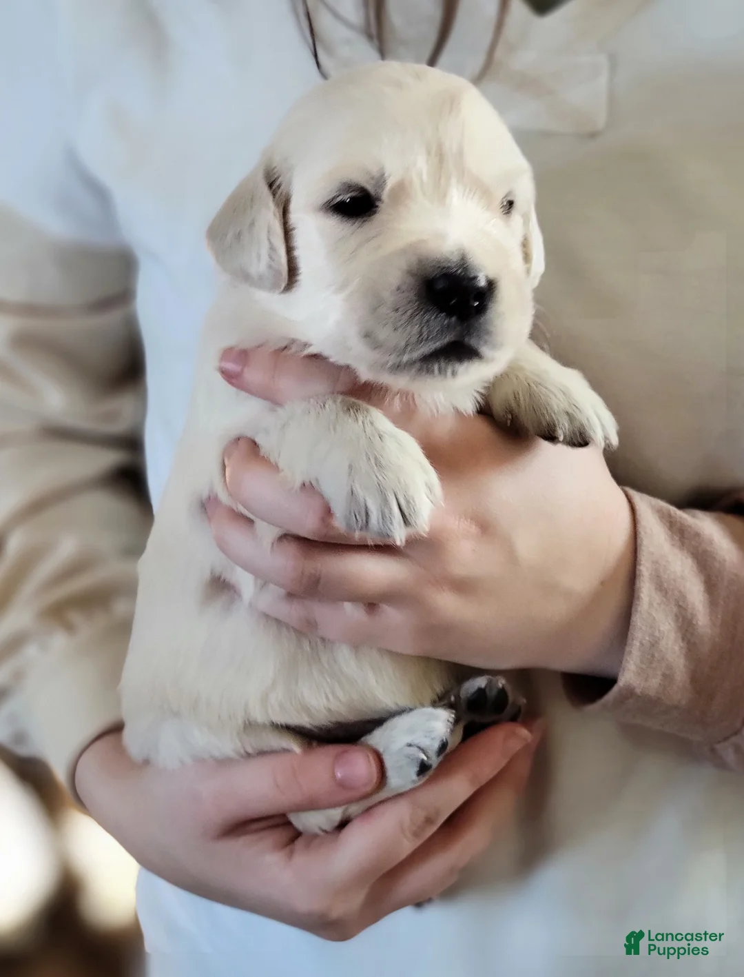 Golden Retriever dogs for sale: Captain Crunch - Ad 1