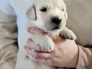 Golden Retriever dogs Captain Crunch - Ad 19