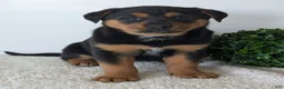 Mixed Breed dogs for sale: Luna - Ad 9