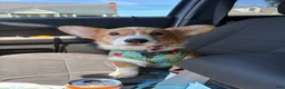 Welsh Corgi Pembroke dogs for sale: Queso  - Ad 5