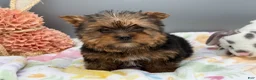 Yorkshire Terrier dogs for sale: Ash - Ad 11