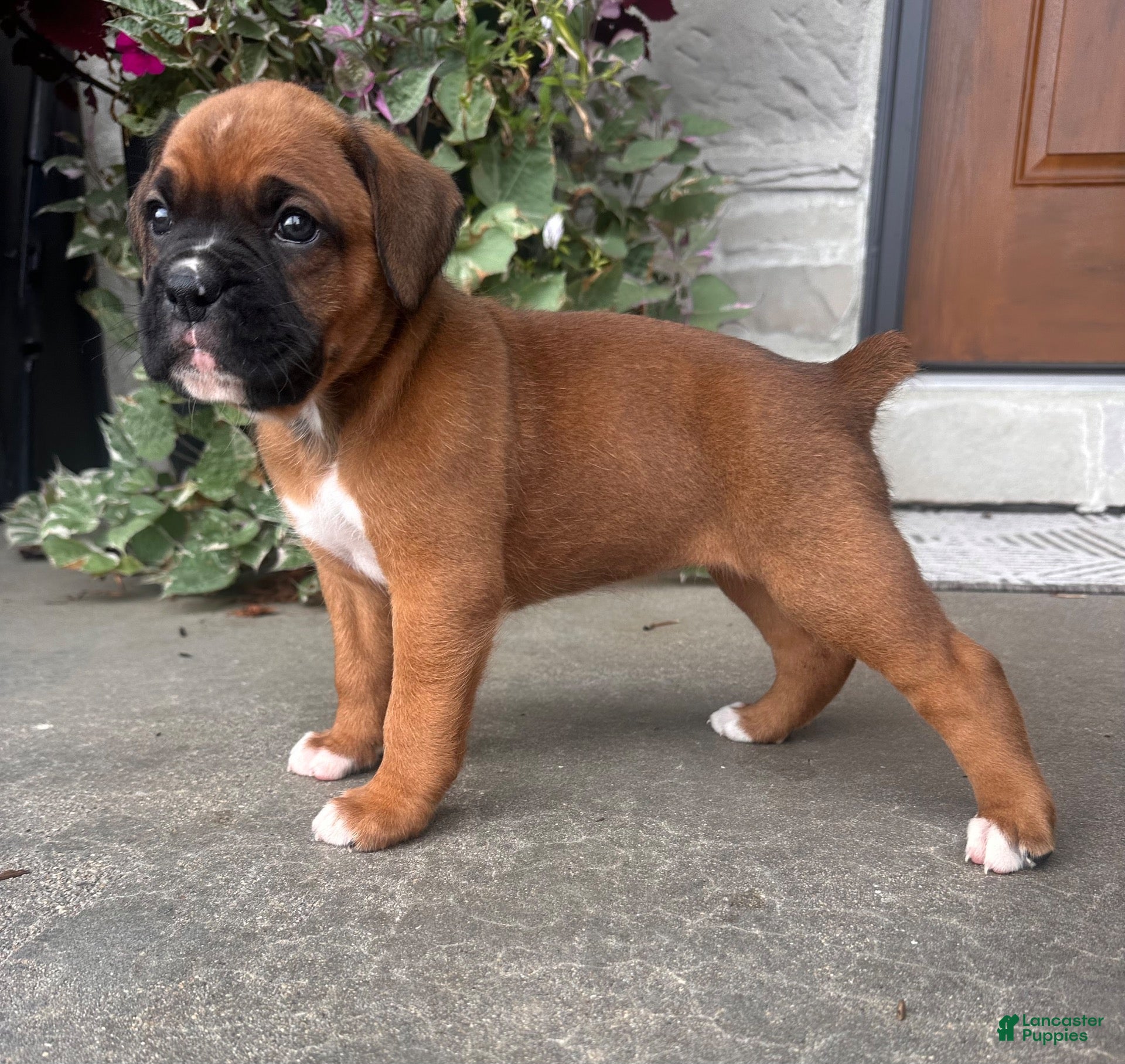 Boxer dogs for sale: Feline - Ad 4