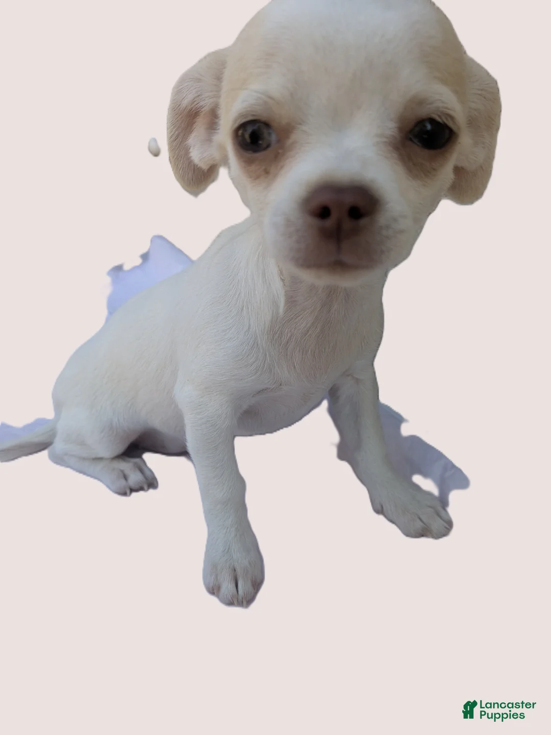 Chihuahua dogs for sale: Full AKC Snow White  - Ad 7