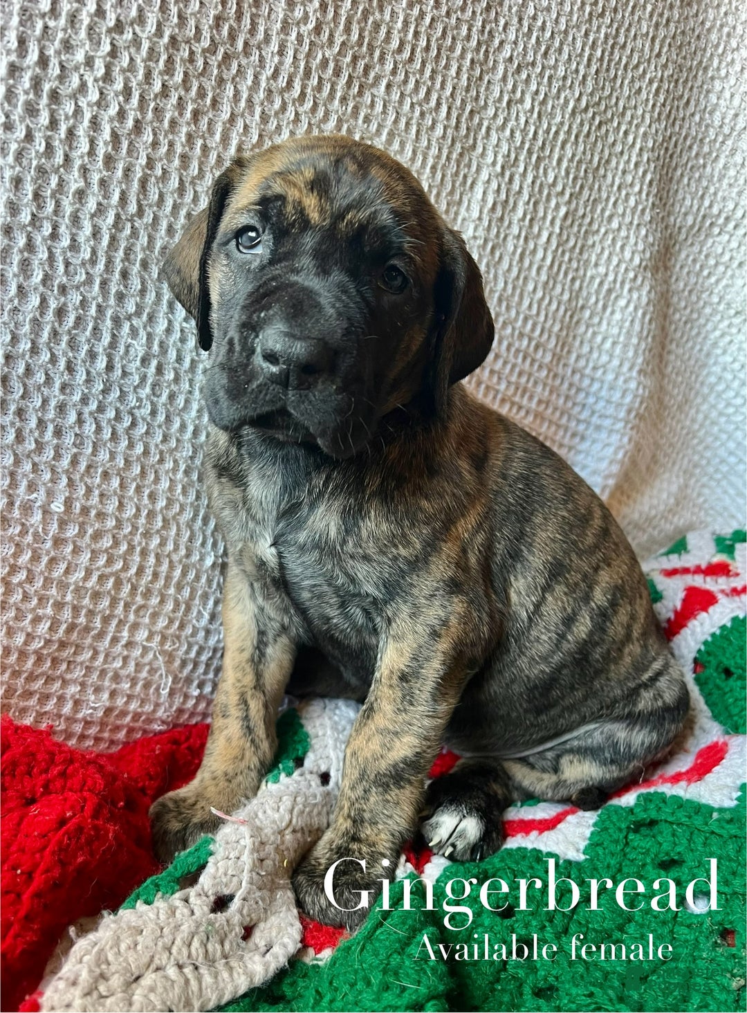 Great Dane dogs for sale: Gingerbread  - Ad 1