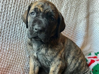 Great Dane dogs Gingerbread - Ad 4