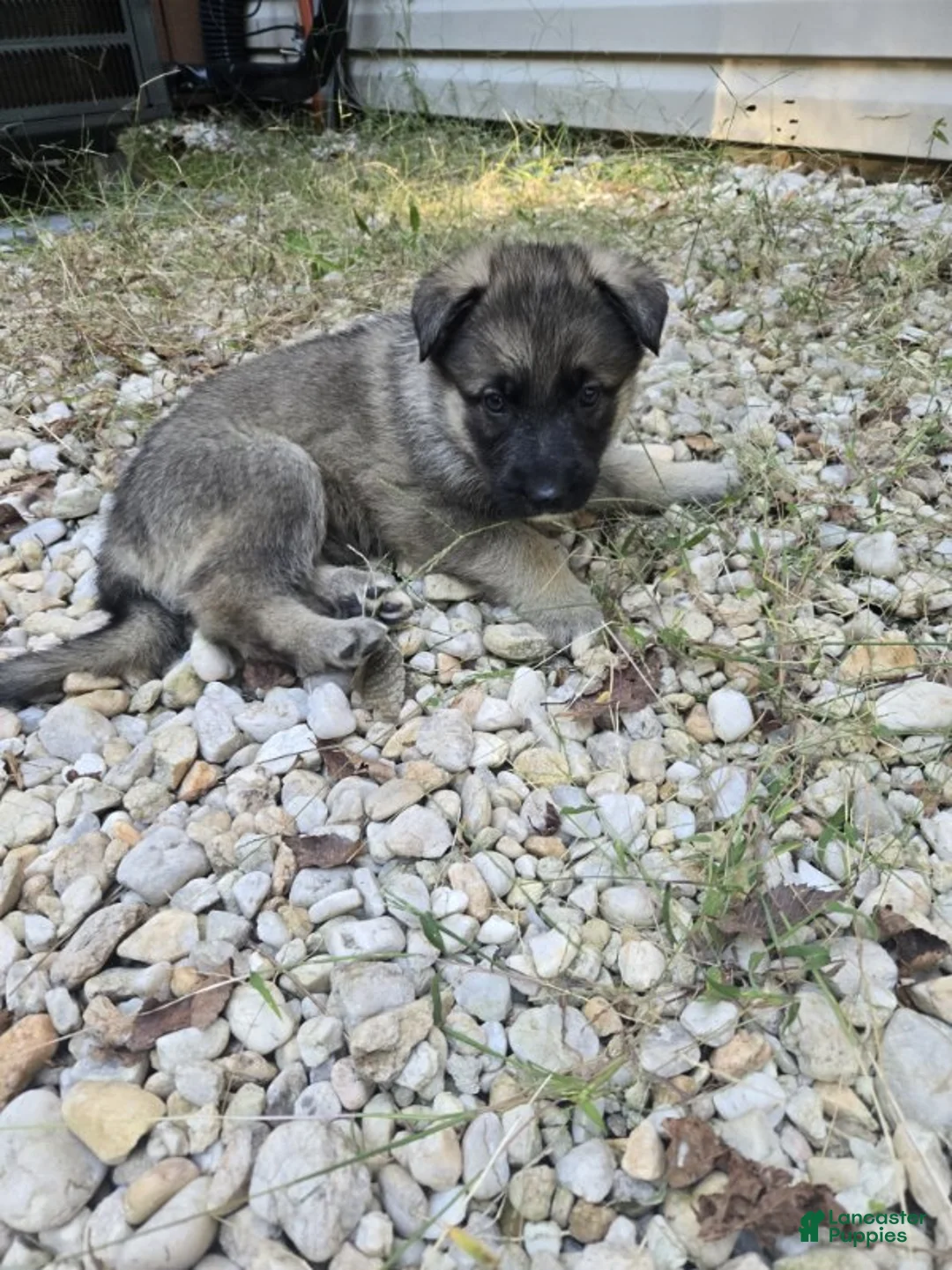 German Shepherd dogs for sale: Stripe - Ad 4