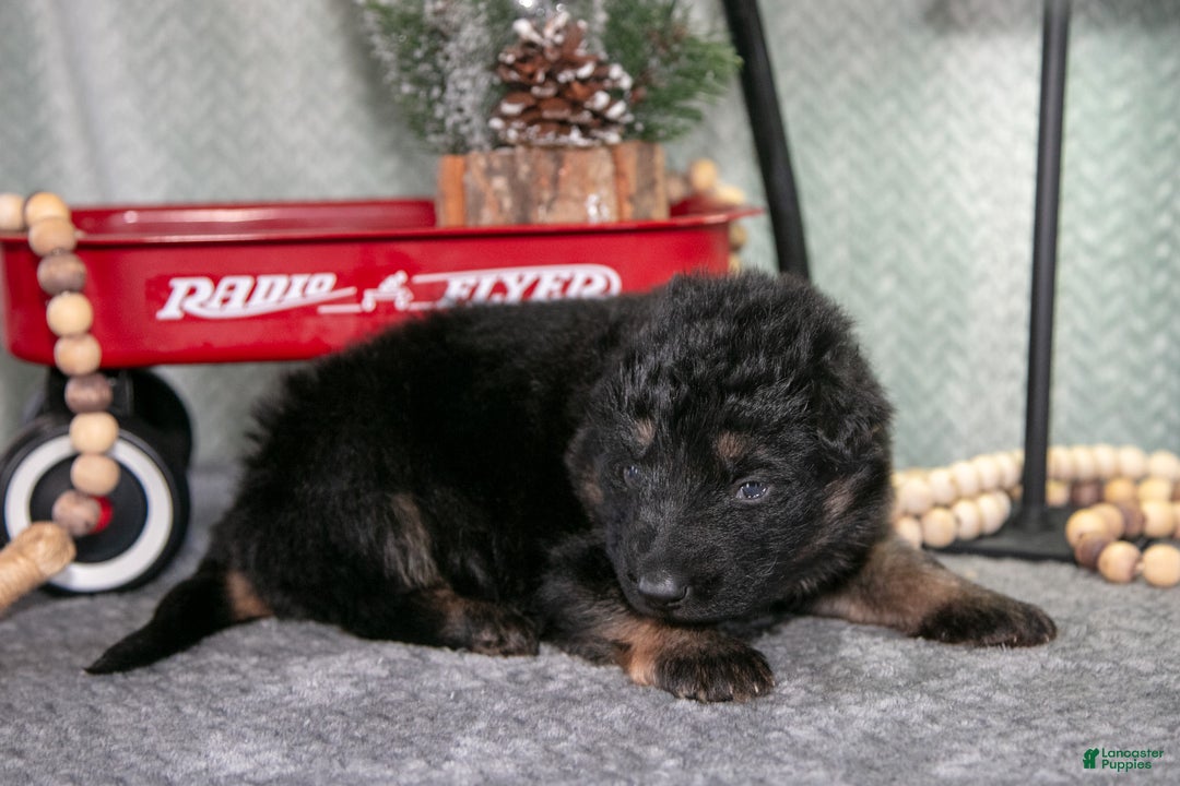 German Shepherd dogs for sale: Liam - Ad 2