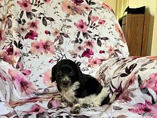 Miniature Dachshund dogs for sale: June - Ad 4