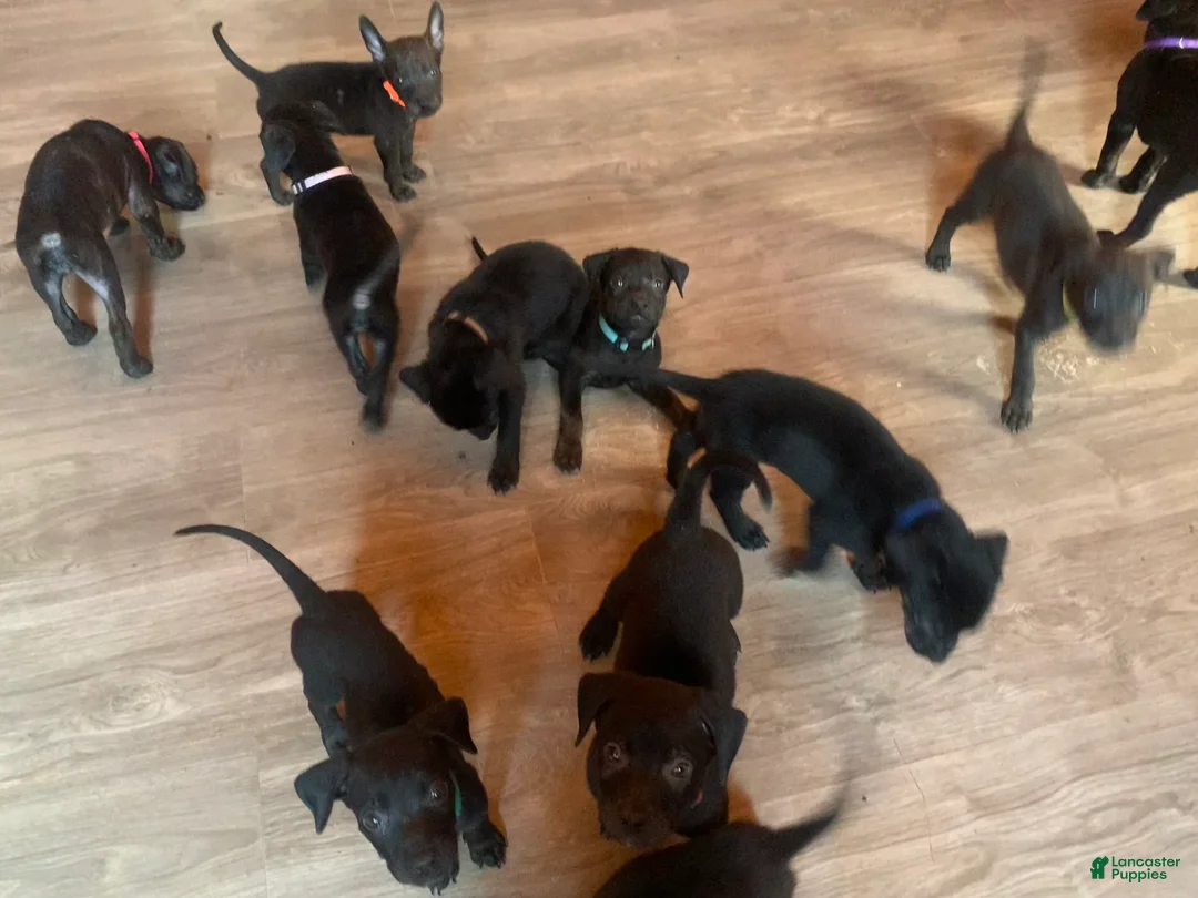 Mixed Breed dogs for sale: Mixed Breed 5 - Ad 1