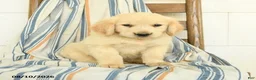 Golden Retriever dogs for sale: James   - Ad 3