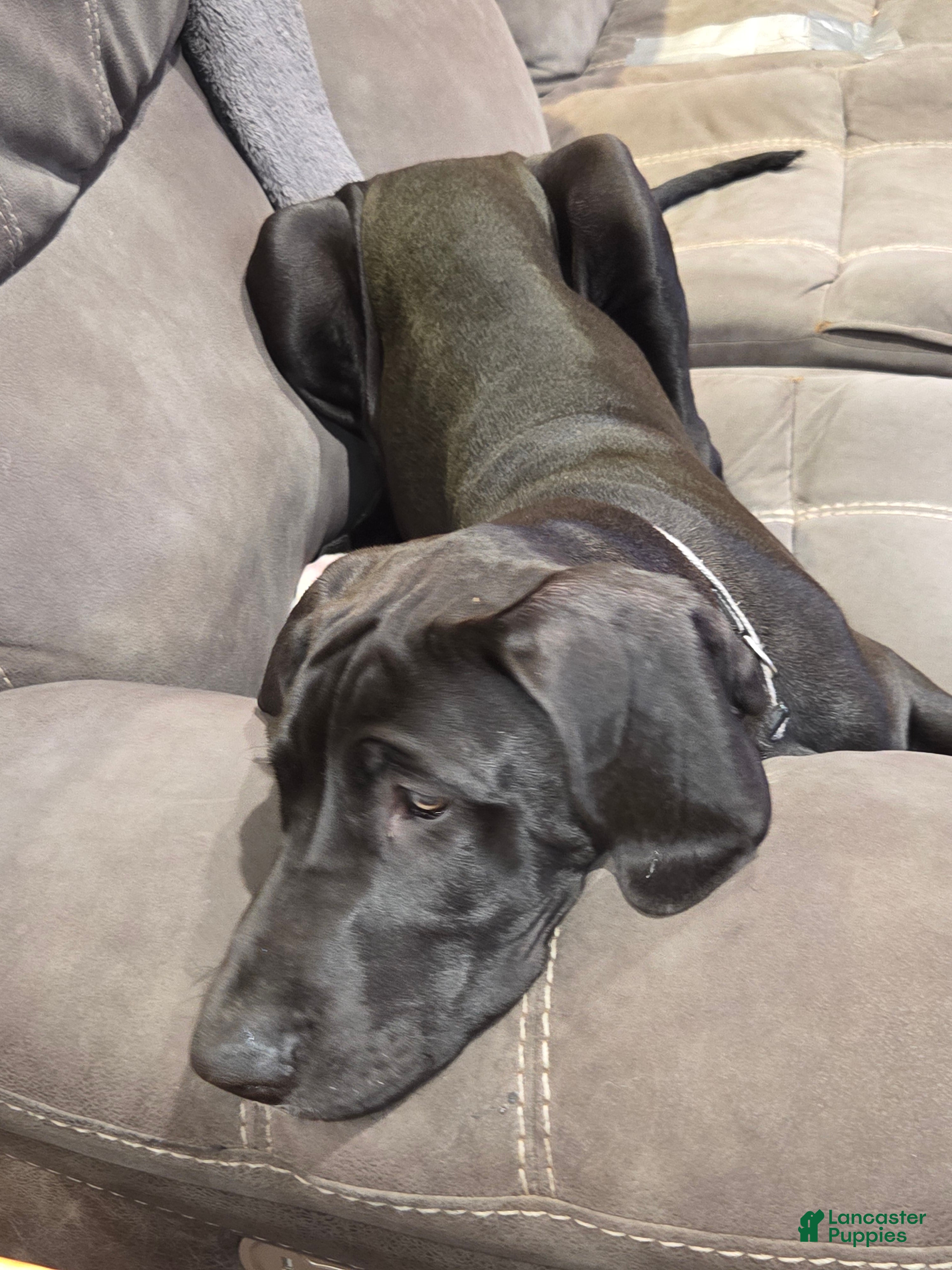 Great Dane dogs Great Dane 1 Grey collar  - Ad 28