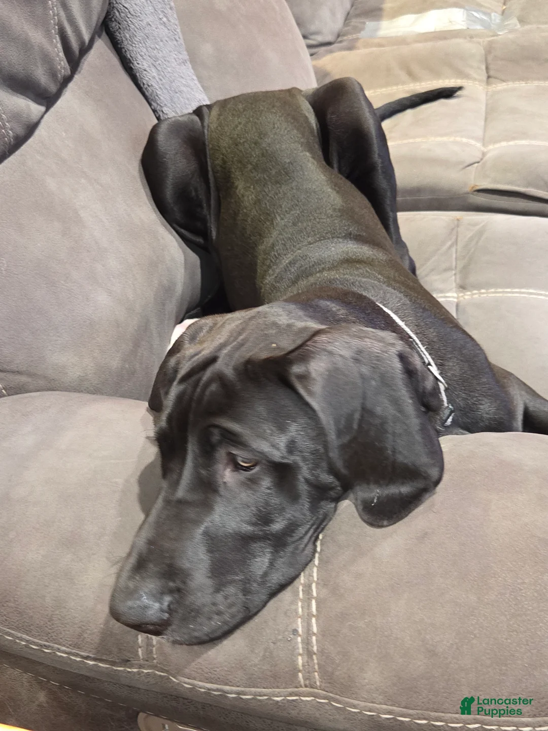 Great Dane dogs for sale: Great Dane 1 Grey collar  - Ad 1