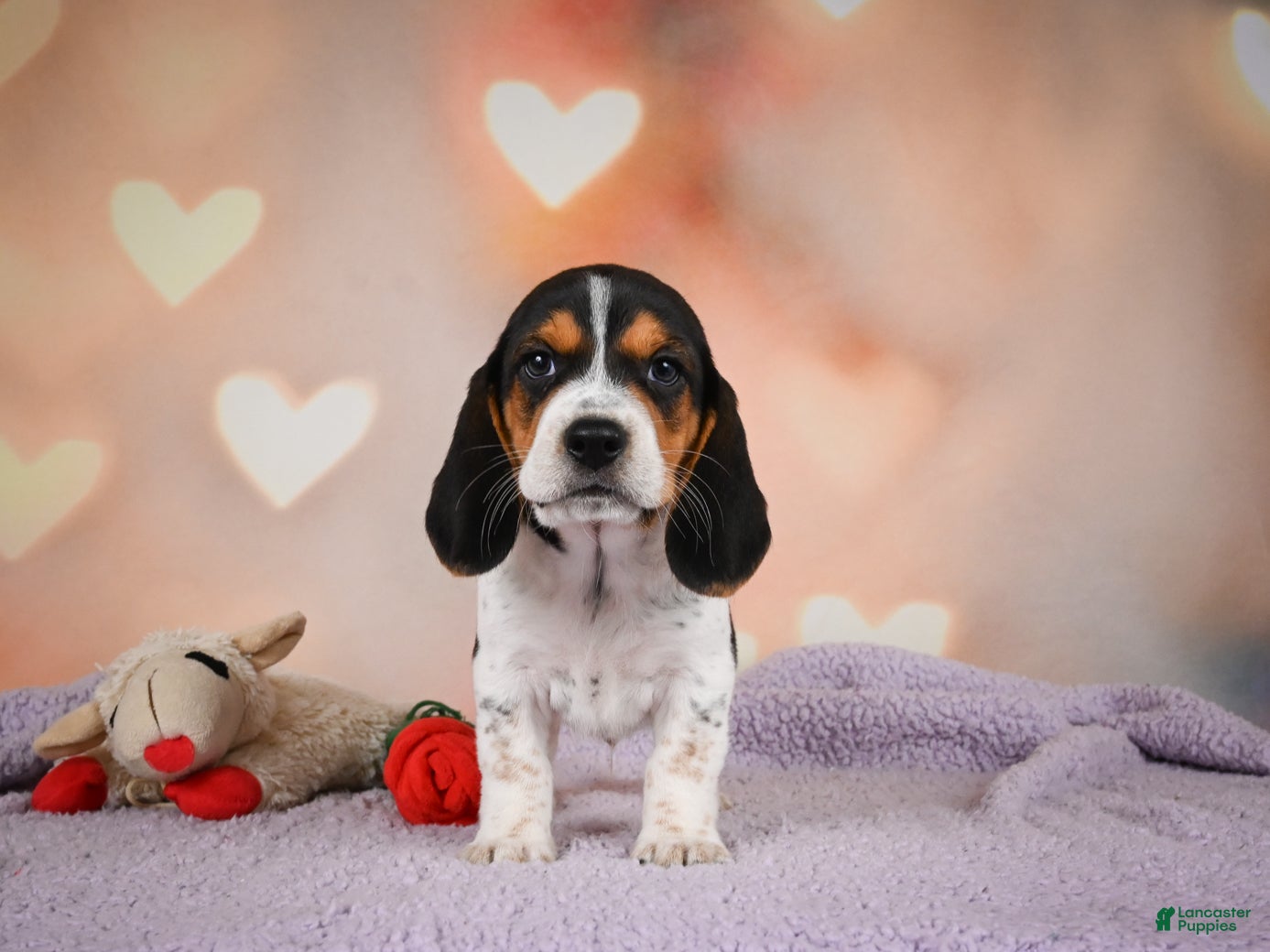 Beagle dogs OTTO - Ad 1