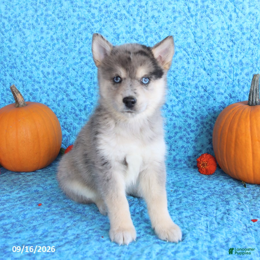 Pomsky dogs for sale: Tucker - Ad 4