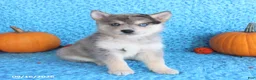 Pomsky dogs for sale: Tucker - Ad 1