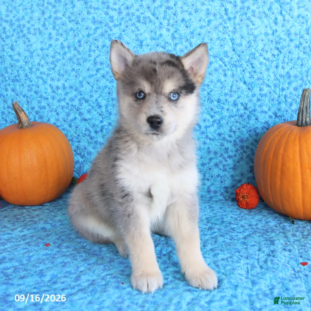 Pomsky dogs for sale: Tucker - Ad 1
