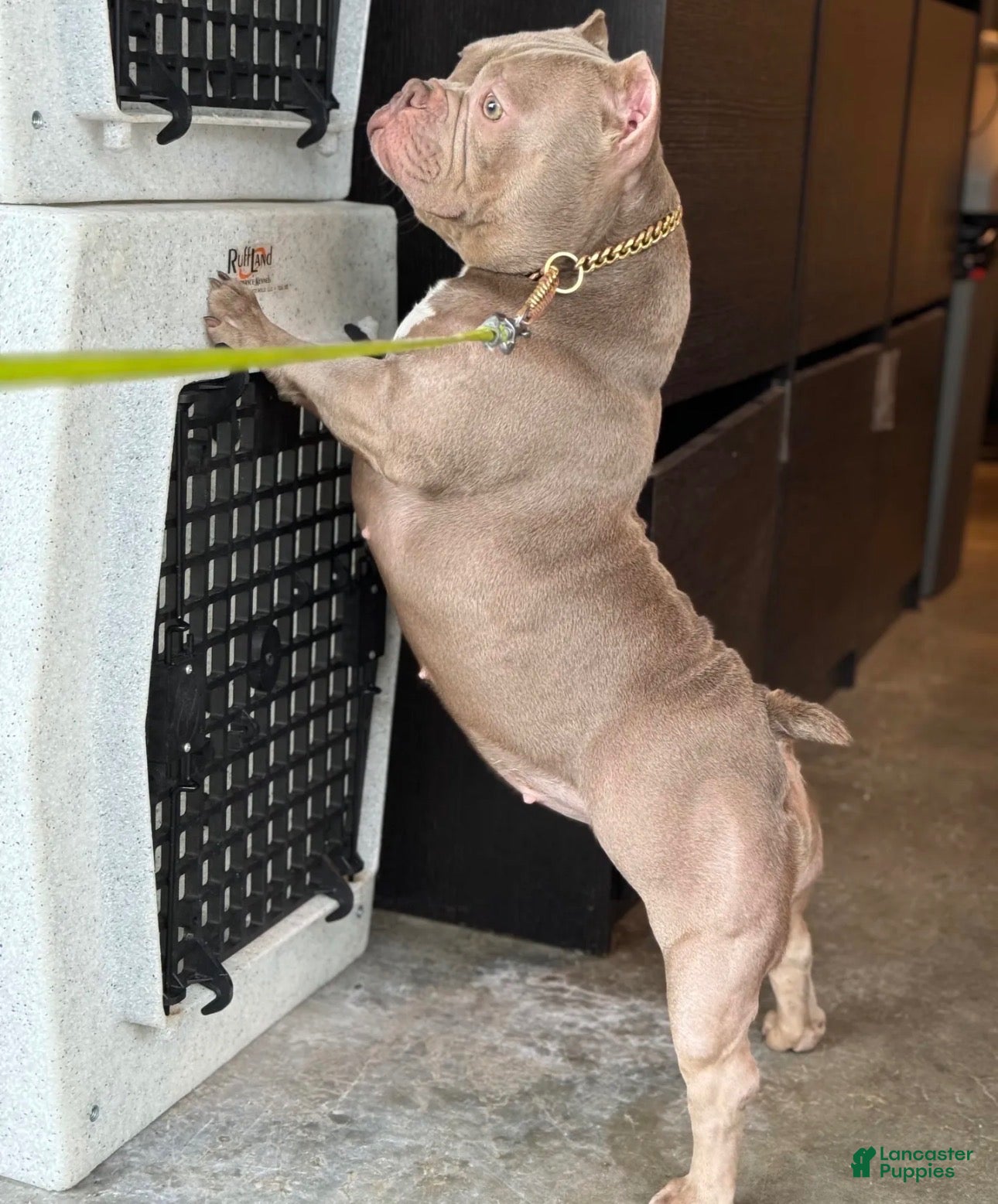 American Bully dogs American Bully 1 - Ad 2
