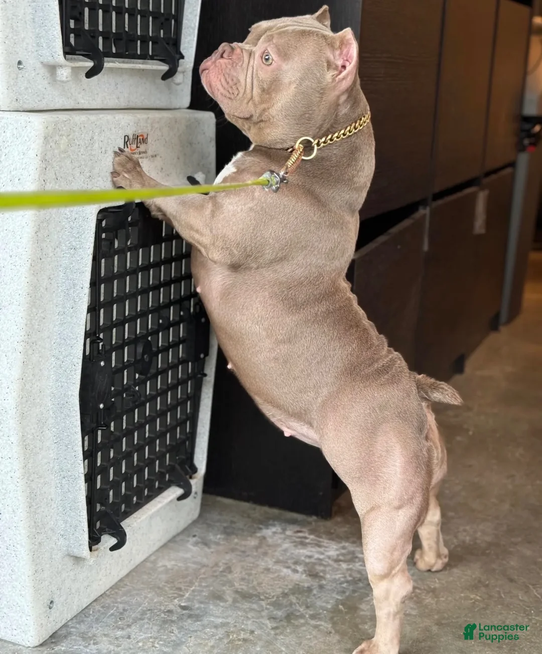 American Bully dogs for sale: American Bully 1 - Ad 2