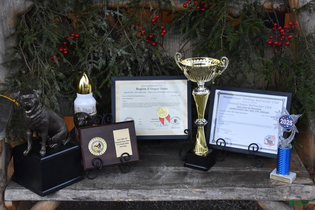 Rottweiler dogs for sale: Rockstar - Ad 3