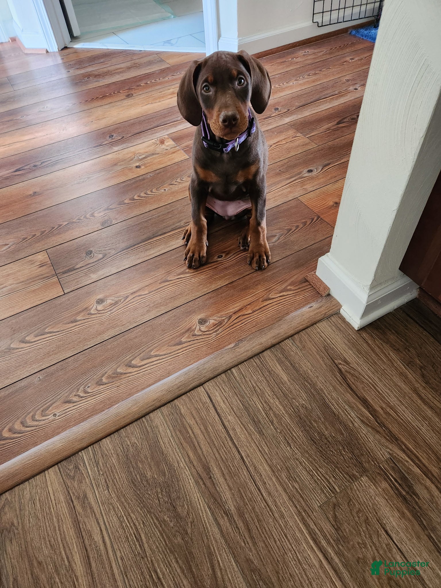 Doberman Pinscher dogs Ruger Rust and Tan  - Ad 31