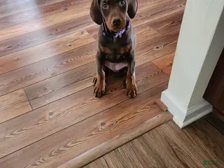 Doberman Pinscher dogs Ruger Rust and Tan - Ad 31