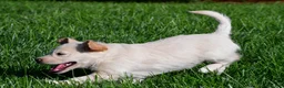 Labradoodle dogs for sale: Sally - Ad 5