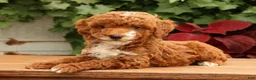 Miniature Poodle dogs for sale: Sawyer - Ad 5