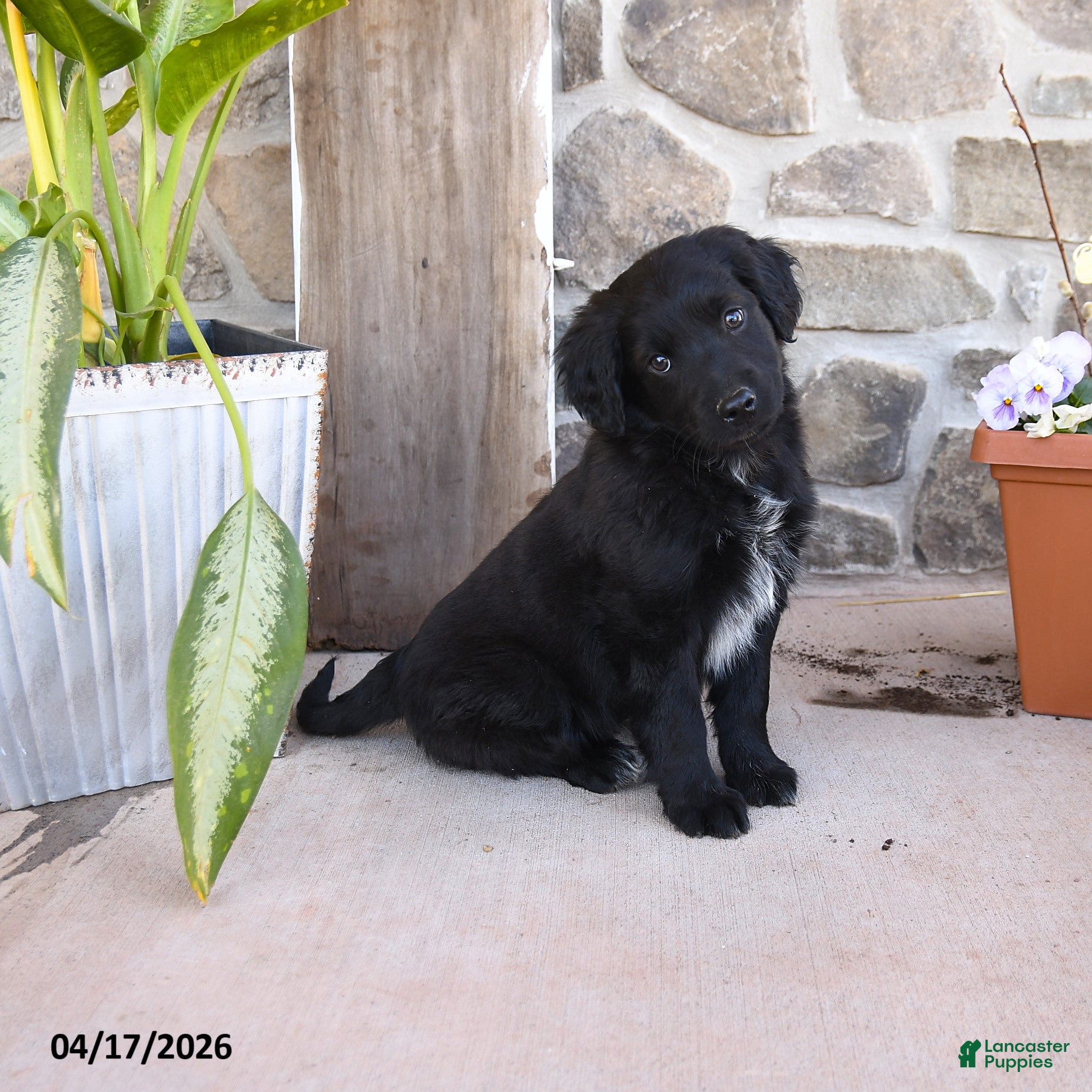 Mixed Breed dogs Renae - Ad 2