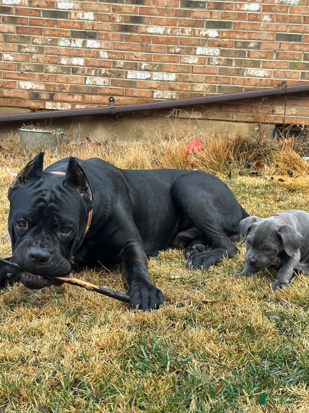 Cane Corso dogs for sale: Ash - Ad 14