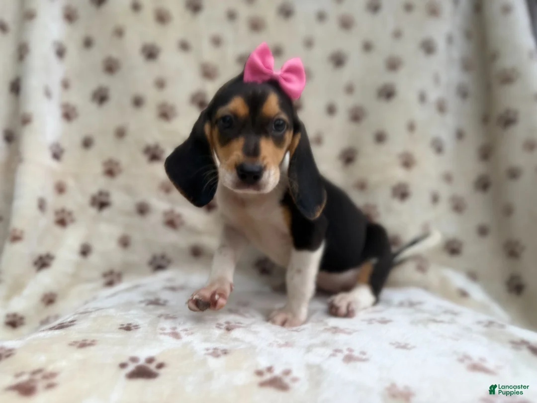 Beagle dogs for sale: Wendy - Ad 2