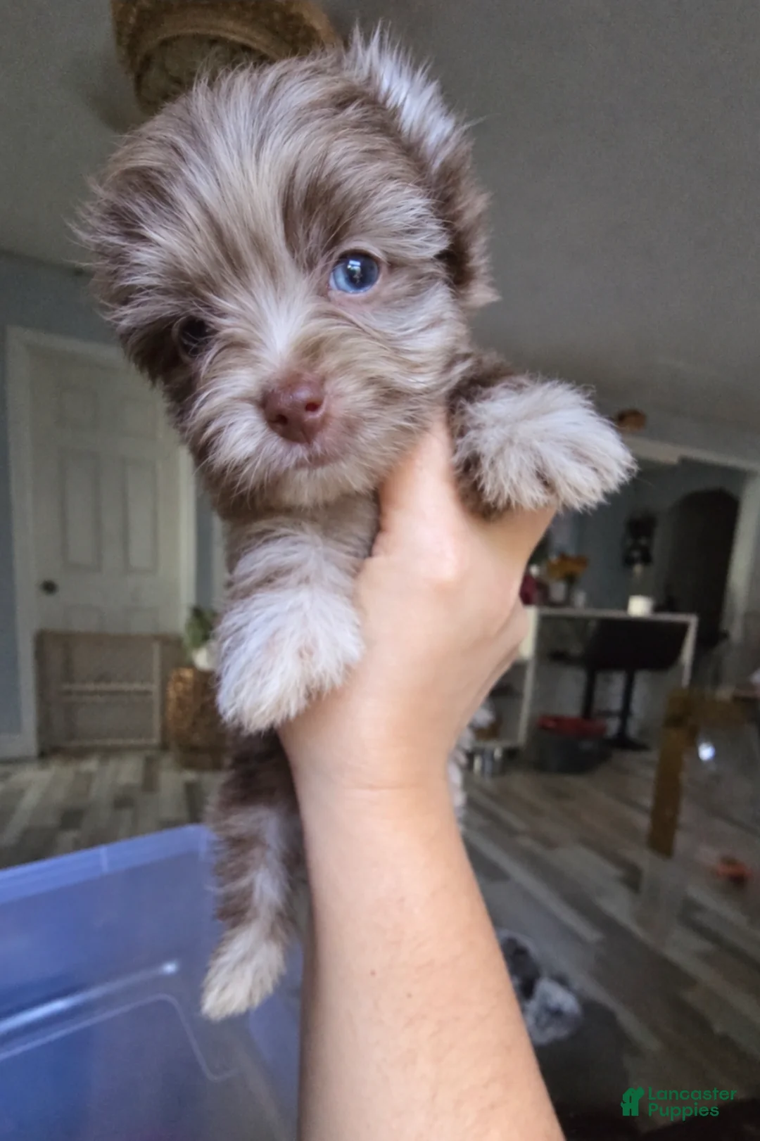 Yorkshire Terrier dogs for sale: Princes Luna by Biewerlux  - Ad 1