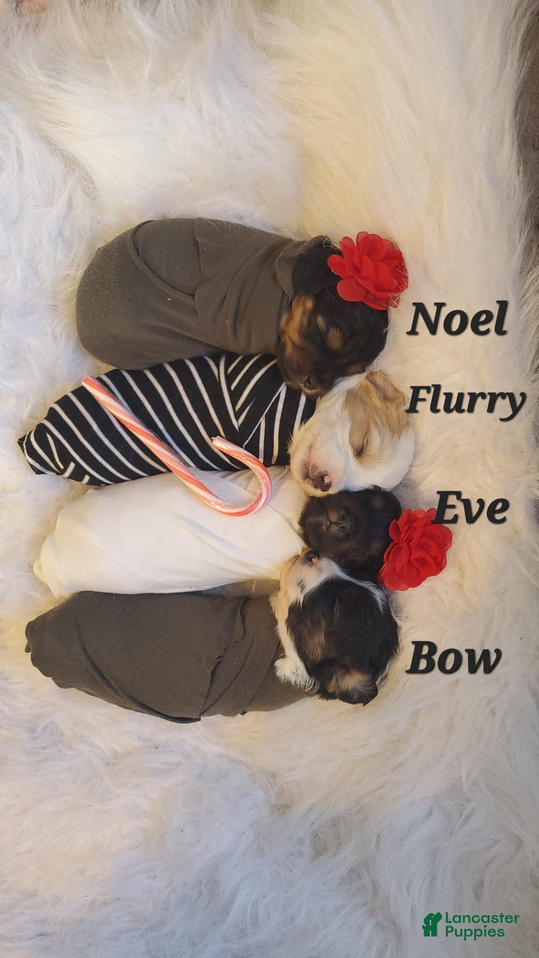 Cavapoo dogs for sale: Noel - Ad 2