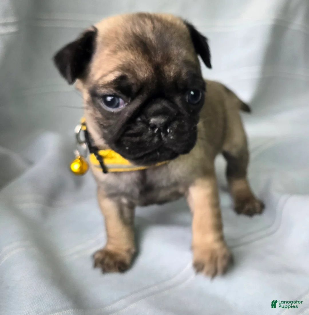 Pug dogs for sale: Jeannie - Ad 3