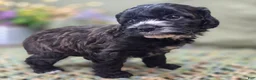 Cockapoo dogs for sale: Flopsy - Ad 5