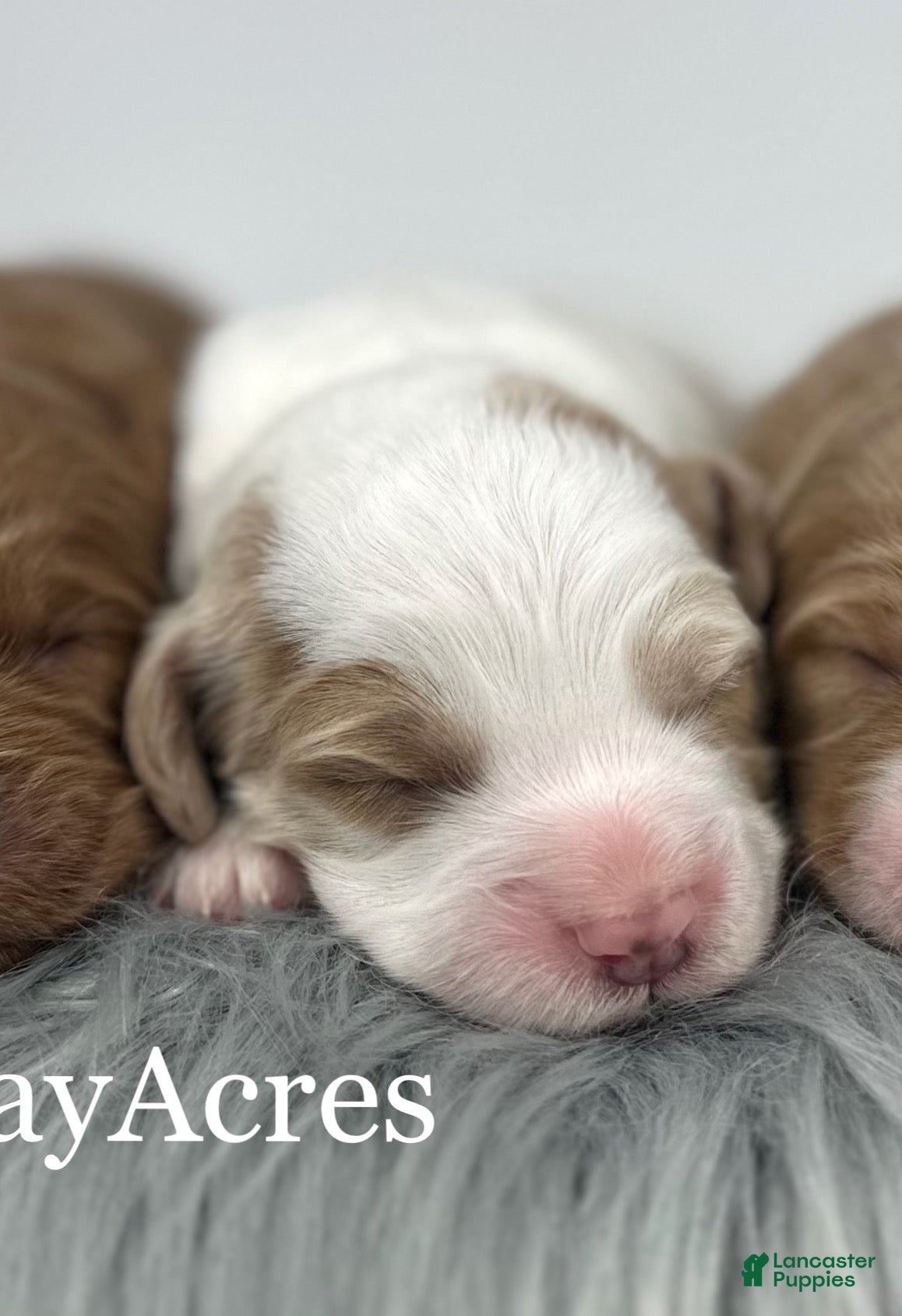 Goldendoodle dogs F1b Mini Girl 2 - Ad 22