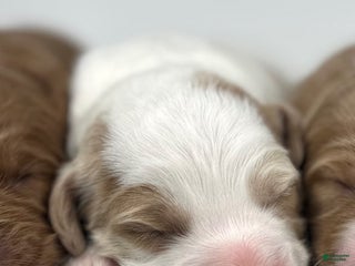 Goldendoodle dogs F1b Mini Girl 2 - Ad 39