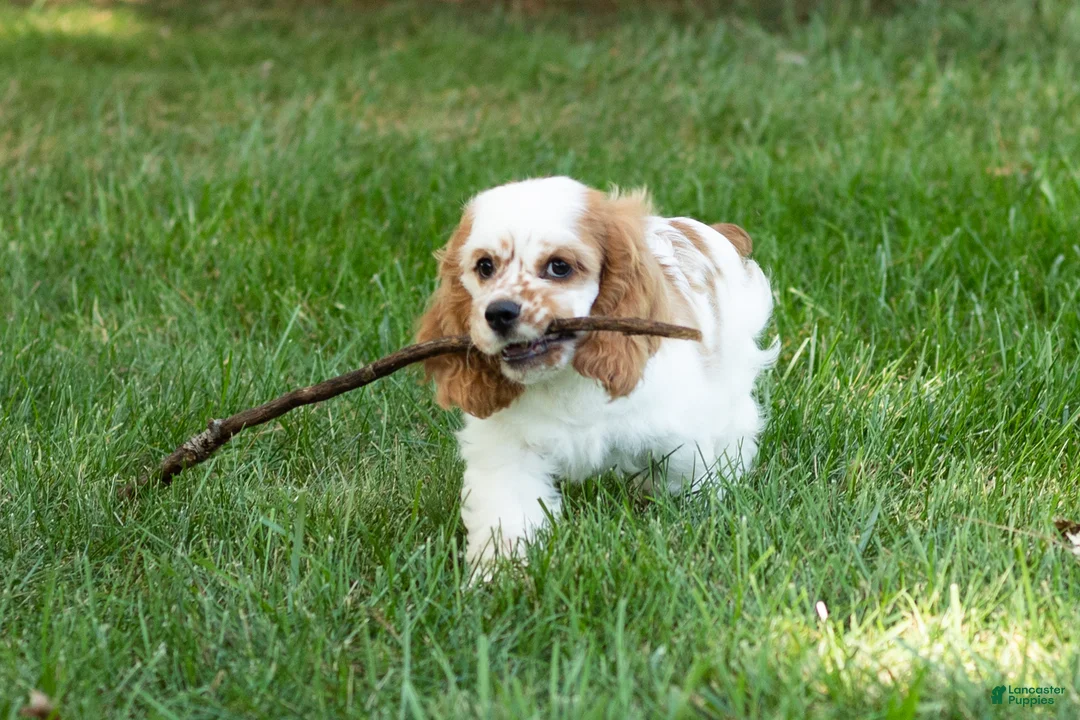 Cocker Spaniel dogs for sale: Checkers - Ad 1